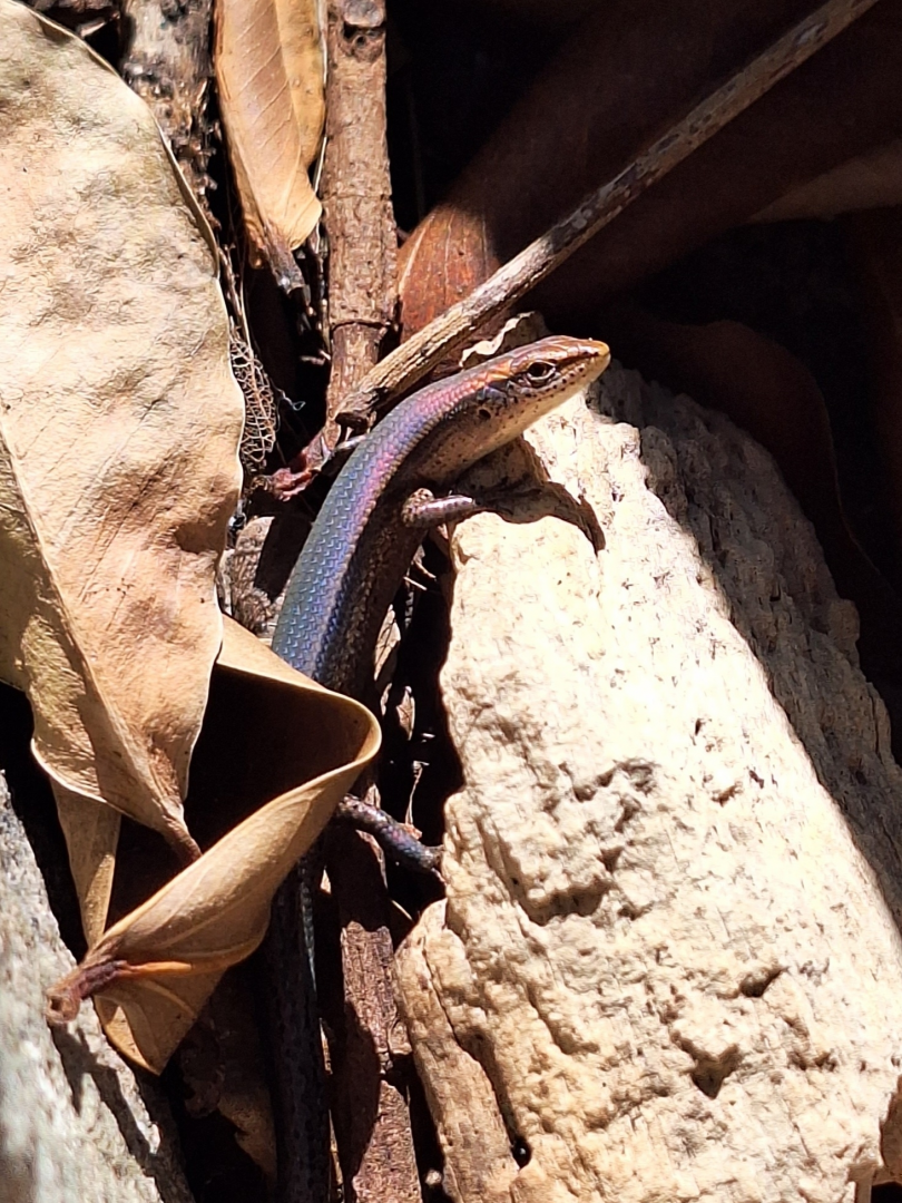 Dark-flecked Garden Sunskink (Lampropholis delicata)