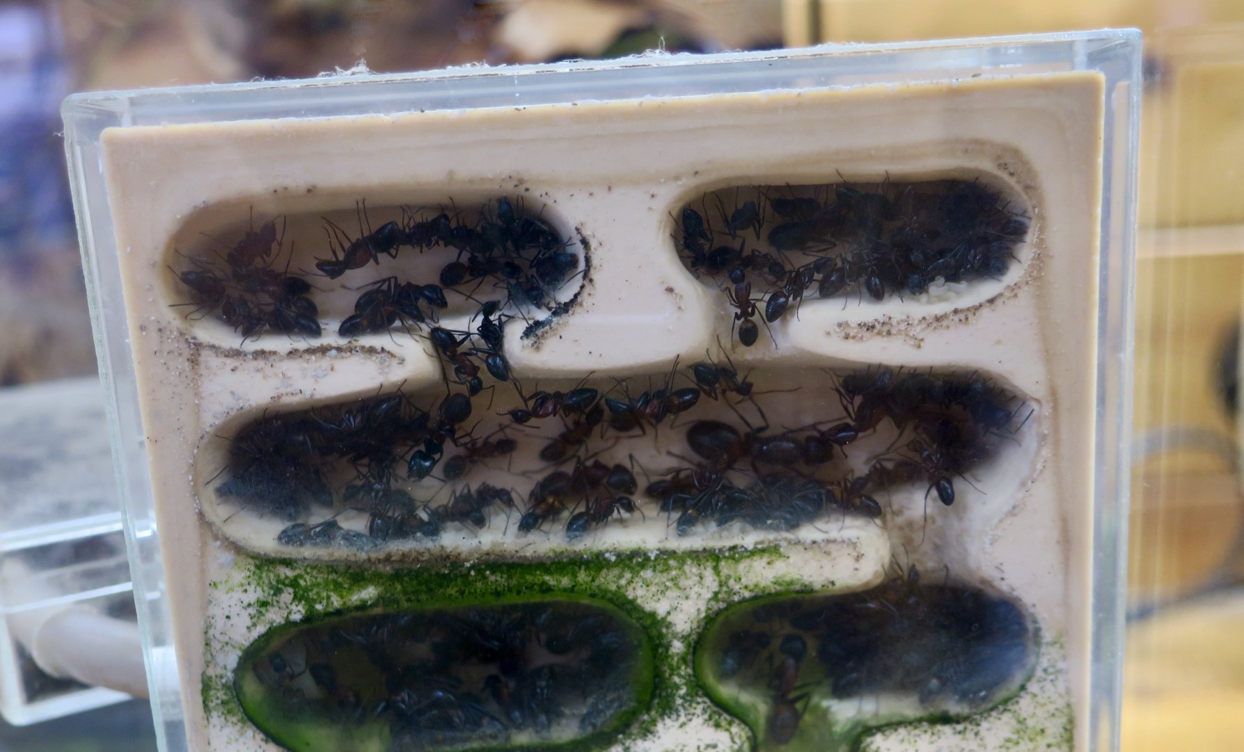 Dark-Footed Carpenter Ant (Camponotus obscuripes)