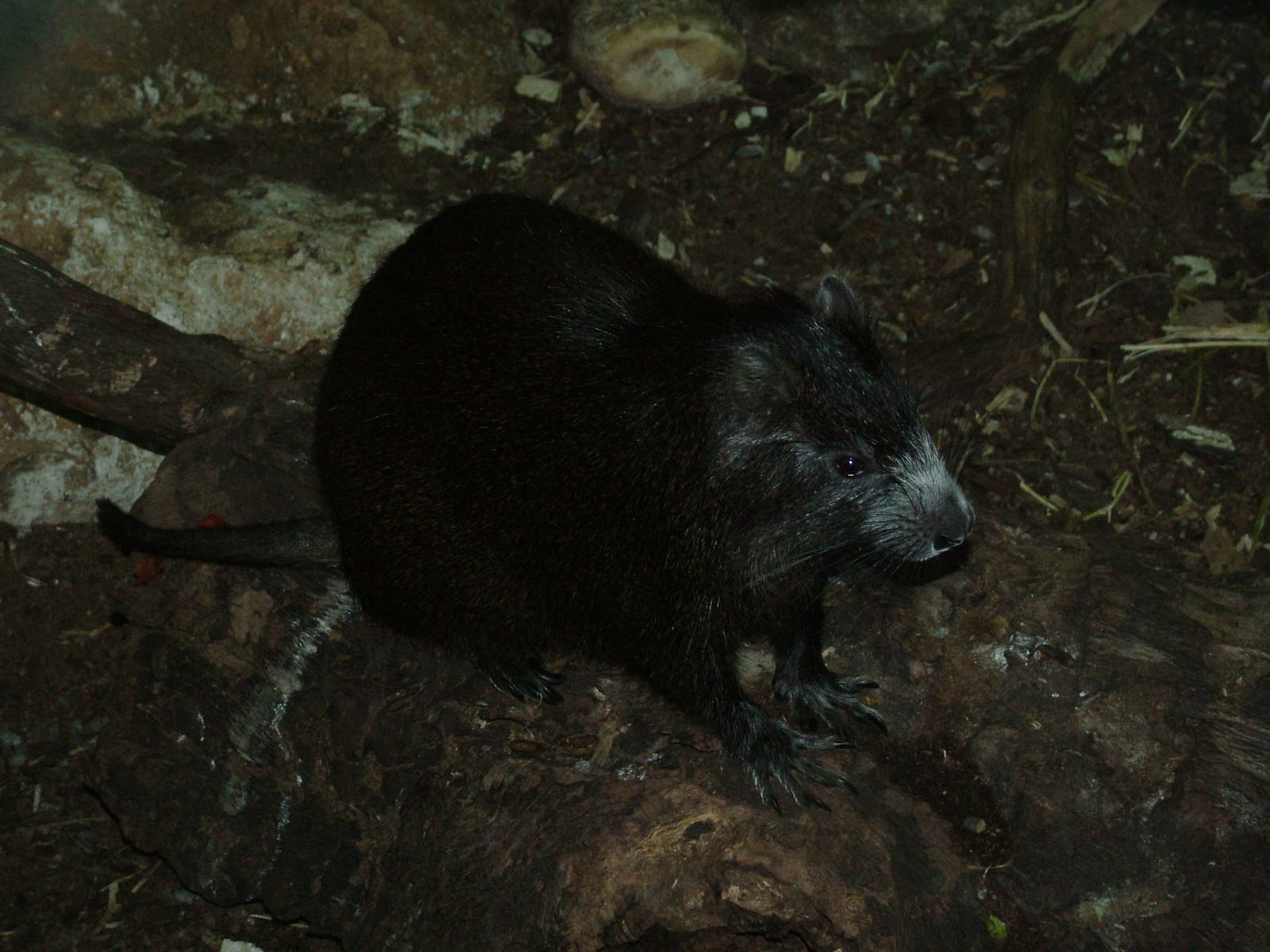 Dark-form Cuban Hutia at Faunia, 27/05/11