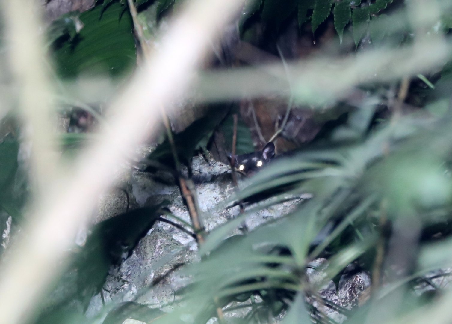 Dark Four-eyed Opossum (Philander melanurus)