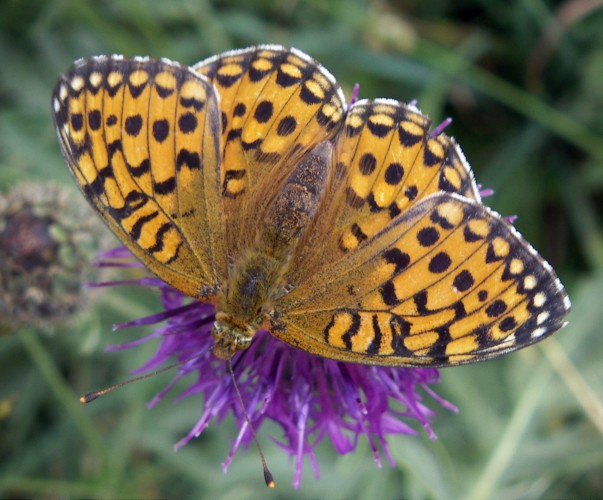 Dark Green Fritillary (Argynnis aglaja)