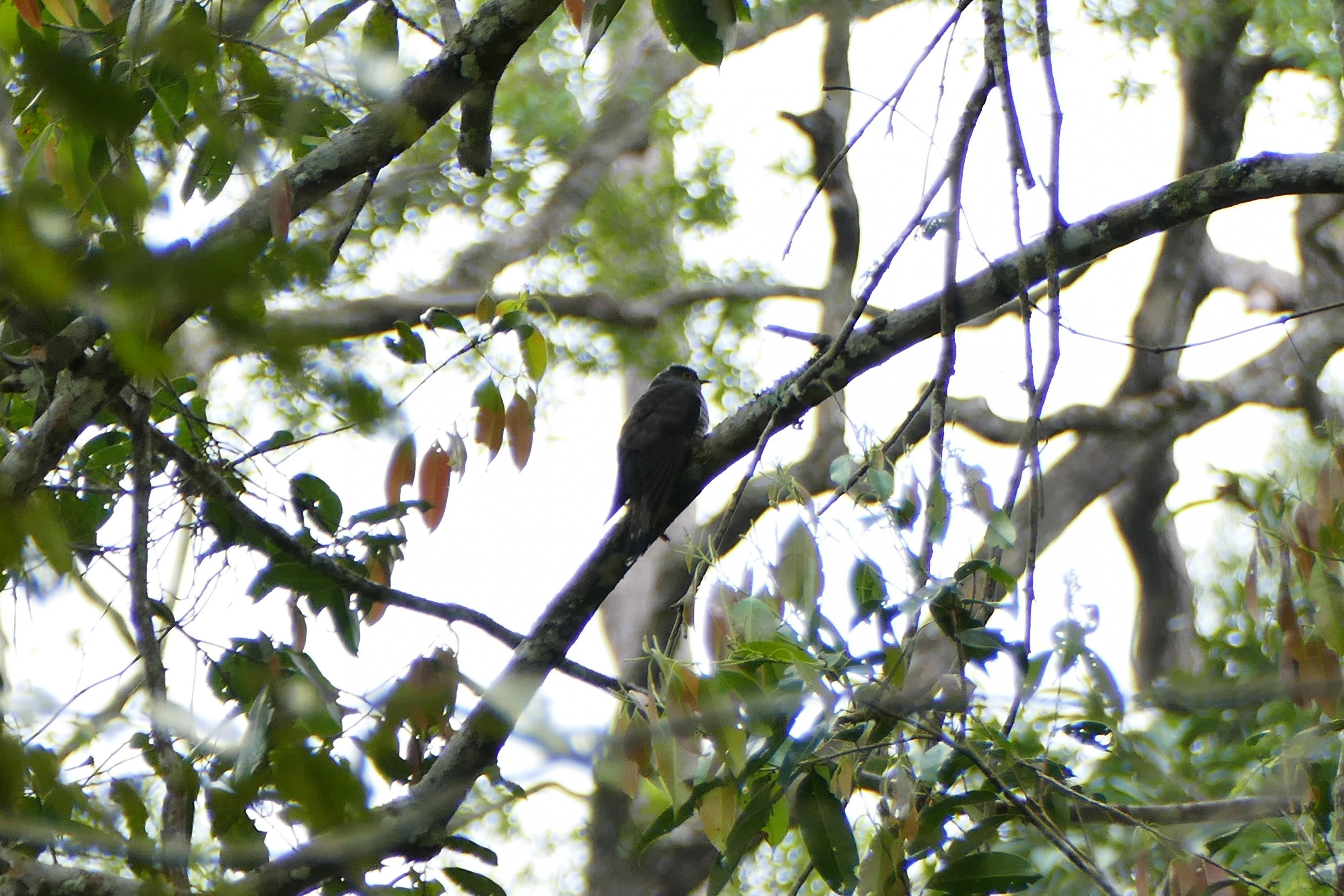 Dark Hawk-Cuckoo - Fraser's Hill