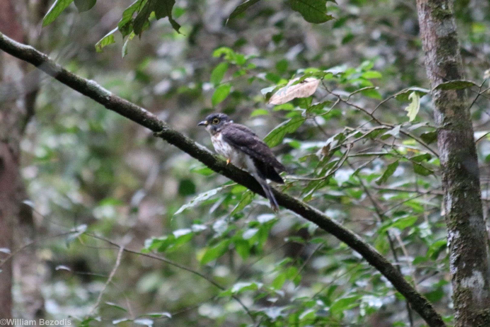 Dark Hawk-cuckoo - Mount Kinabalu