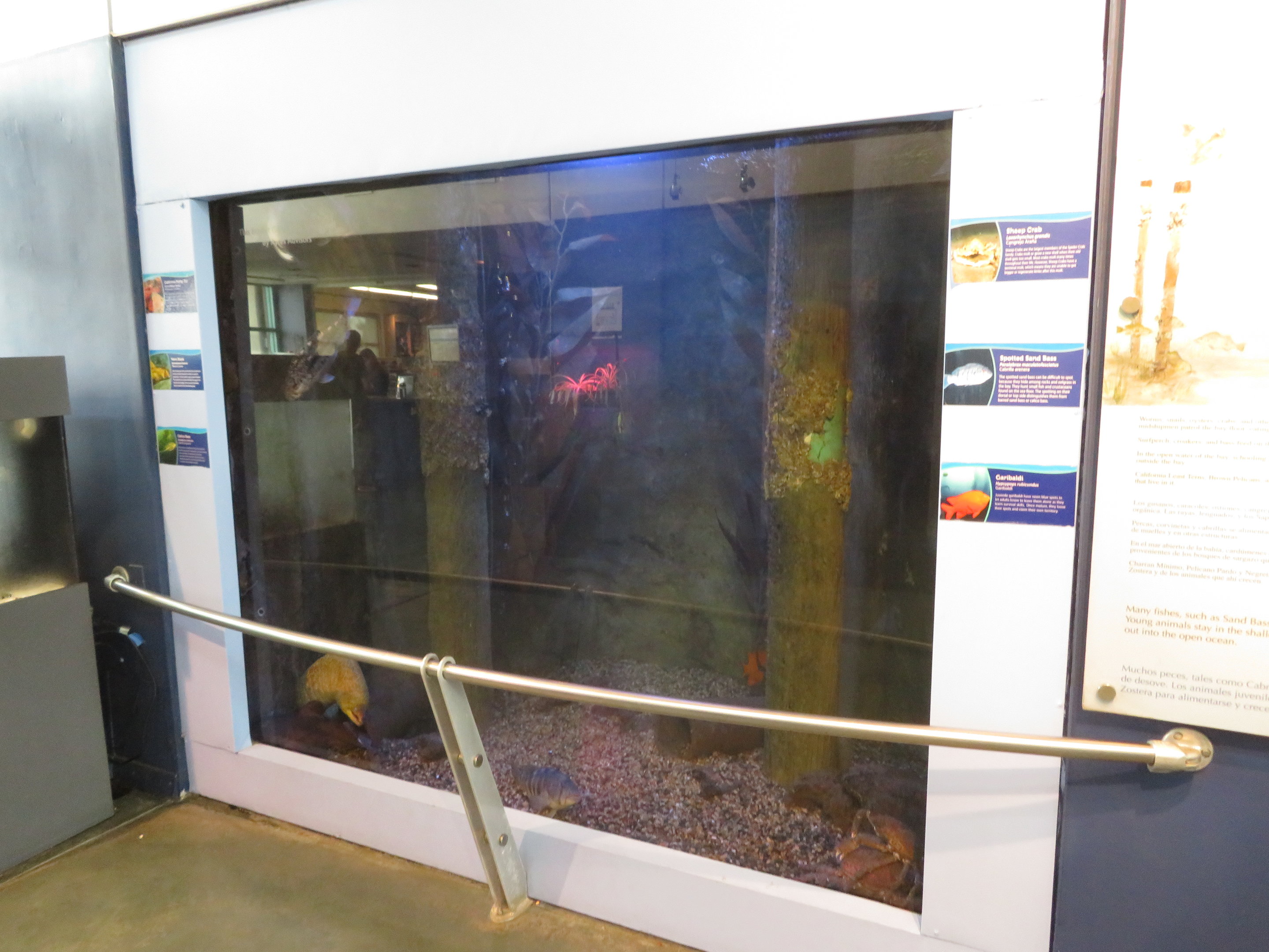 Dark Kelp Forest Tank