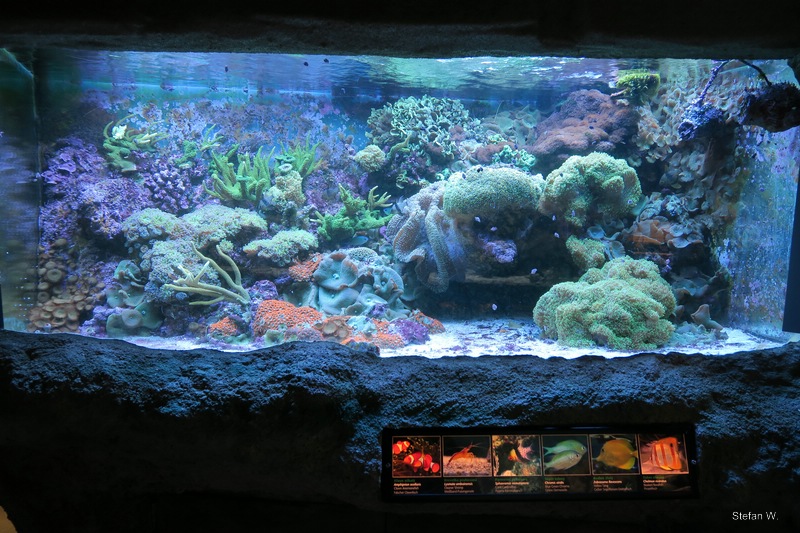 Dark light reef