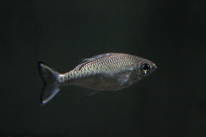 Dark-margined flagtail (Kuhlia marginata) - Animalium BRIN