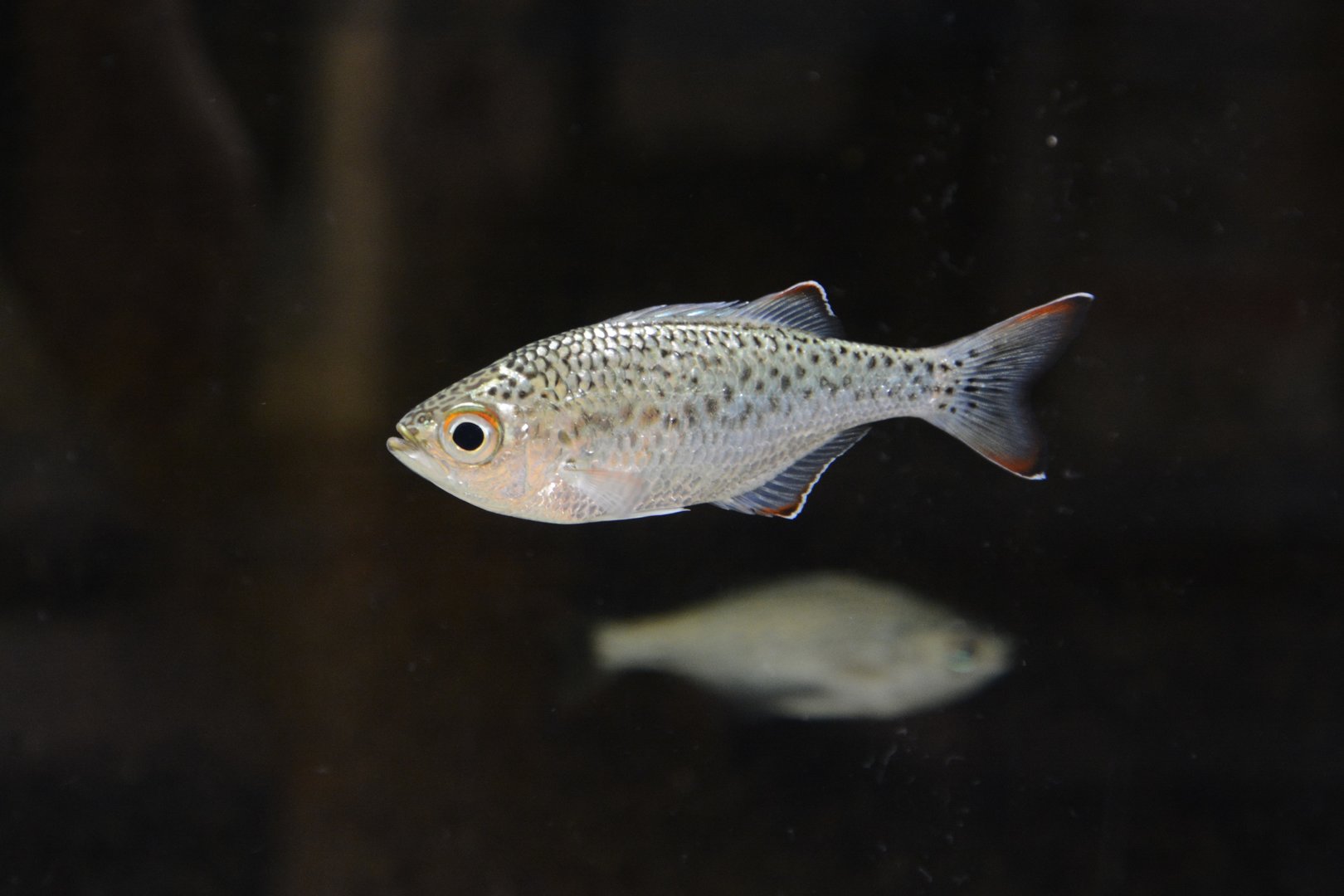 Dark-margined flagtail (Kuhlia marginata)