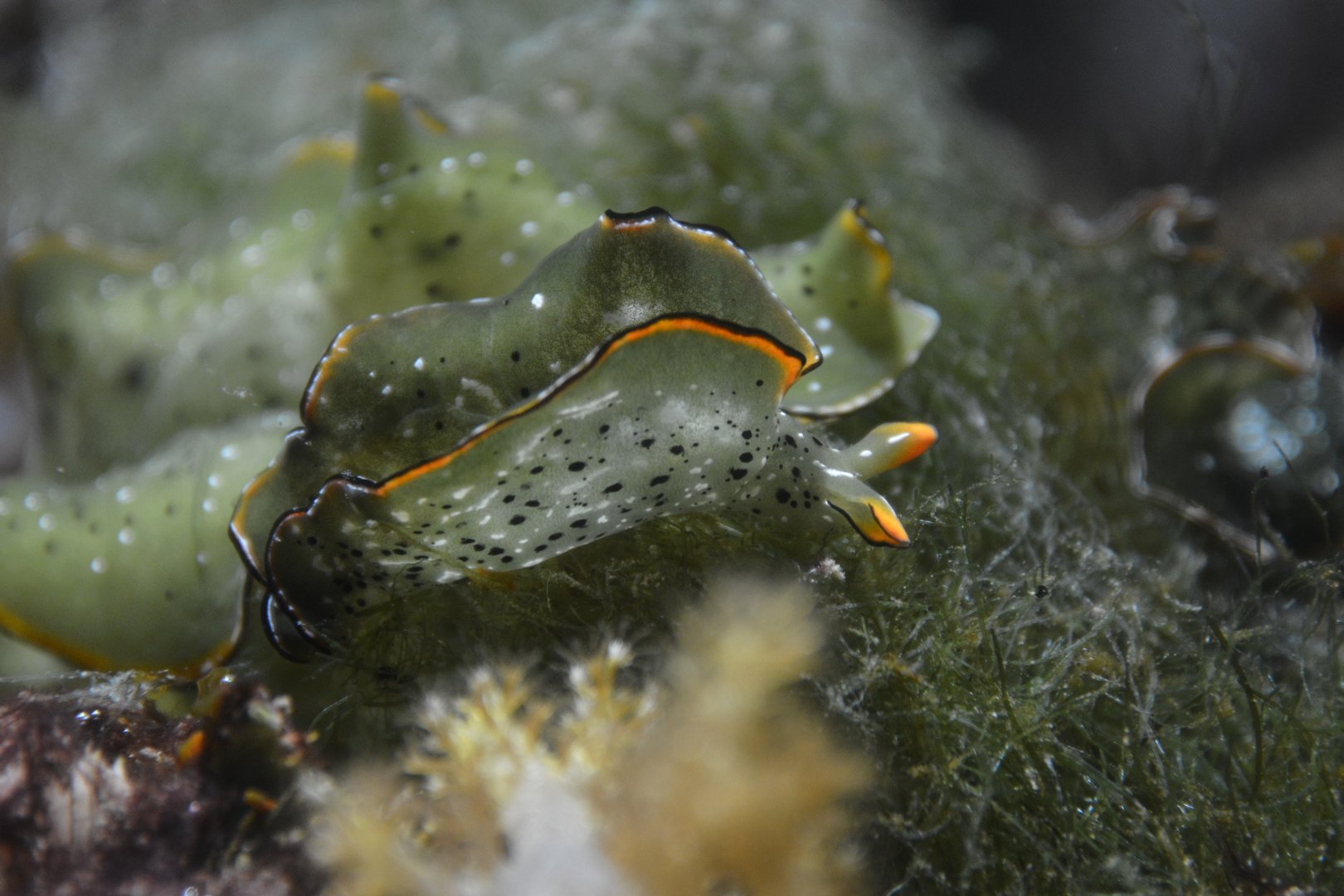 Dark-margined solar-powered sea slug (Elysia marginata)