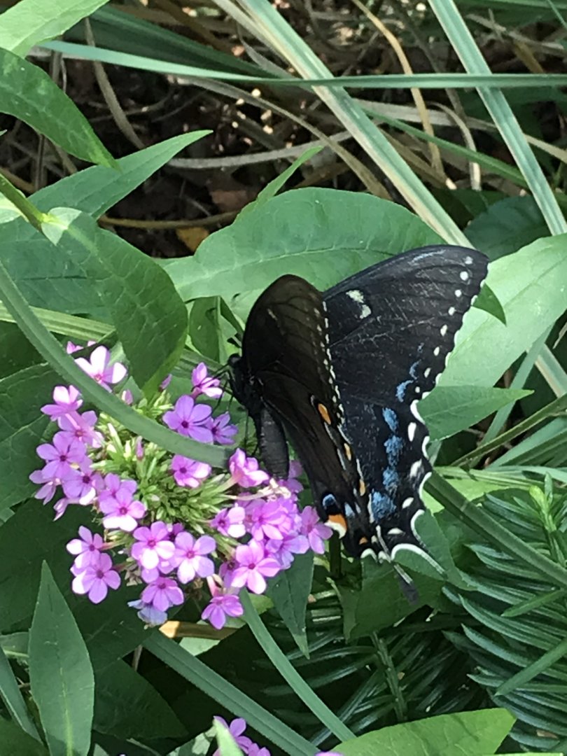 Dark Morph Eastern Tiger Swallowtail