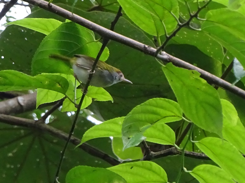 Dark-necked tailorbird (Orthotomus atrogularis nitidus)