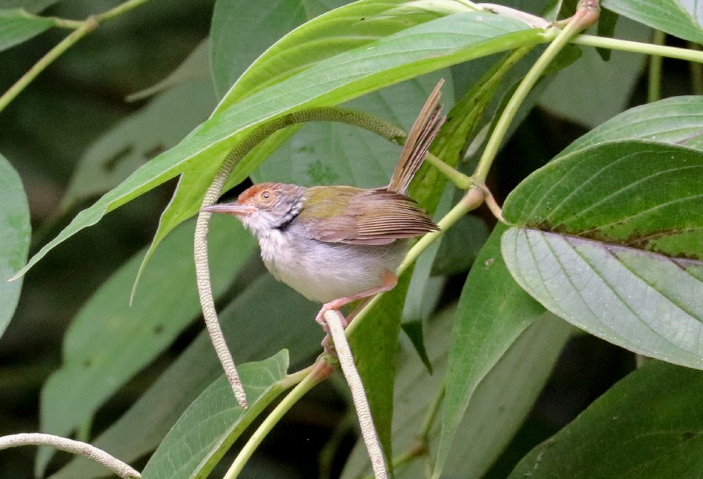Dark-necked Tailorbird