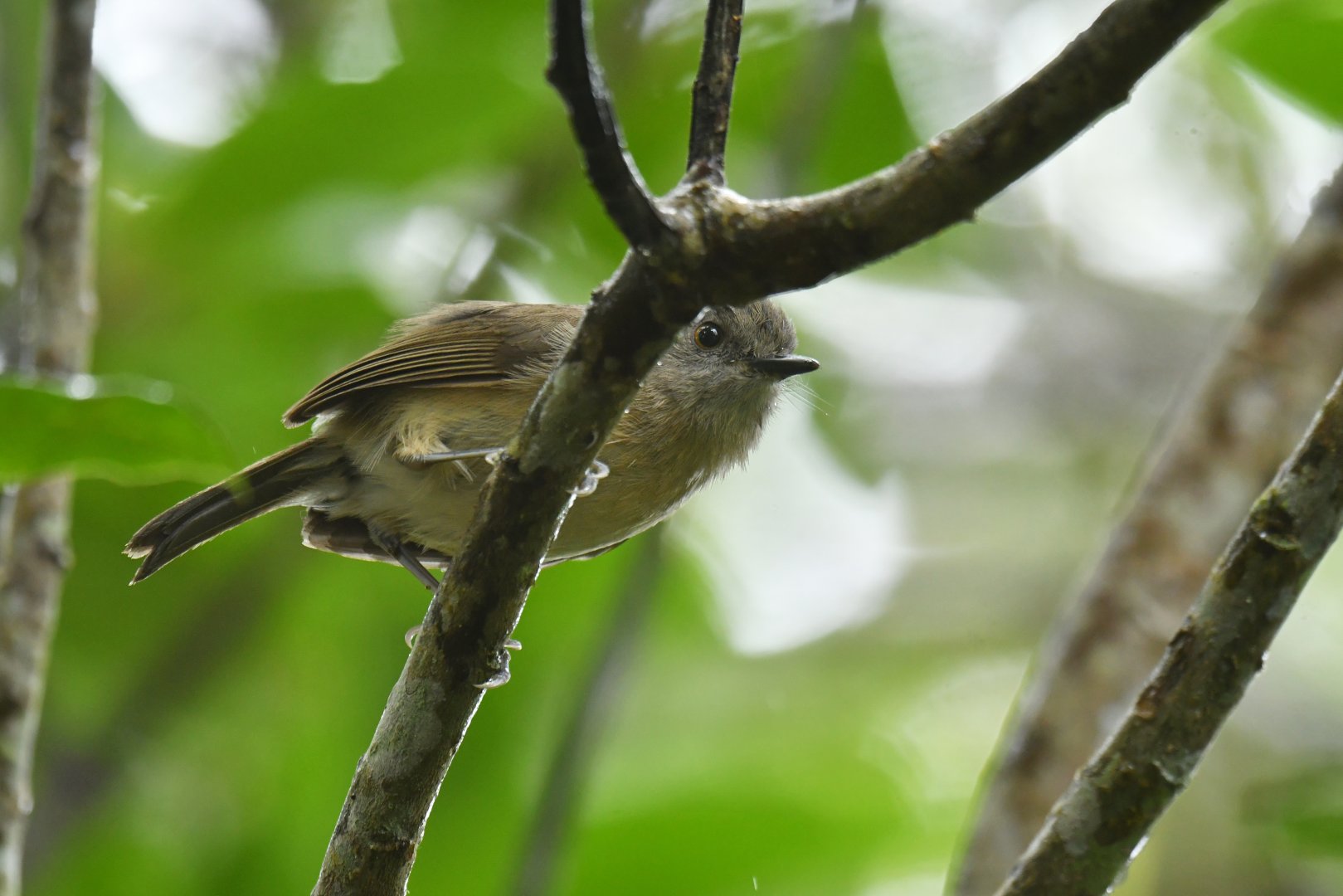 Dark Newtonia Newtonia amphichroa
