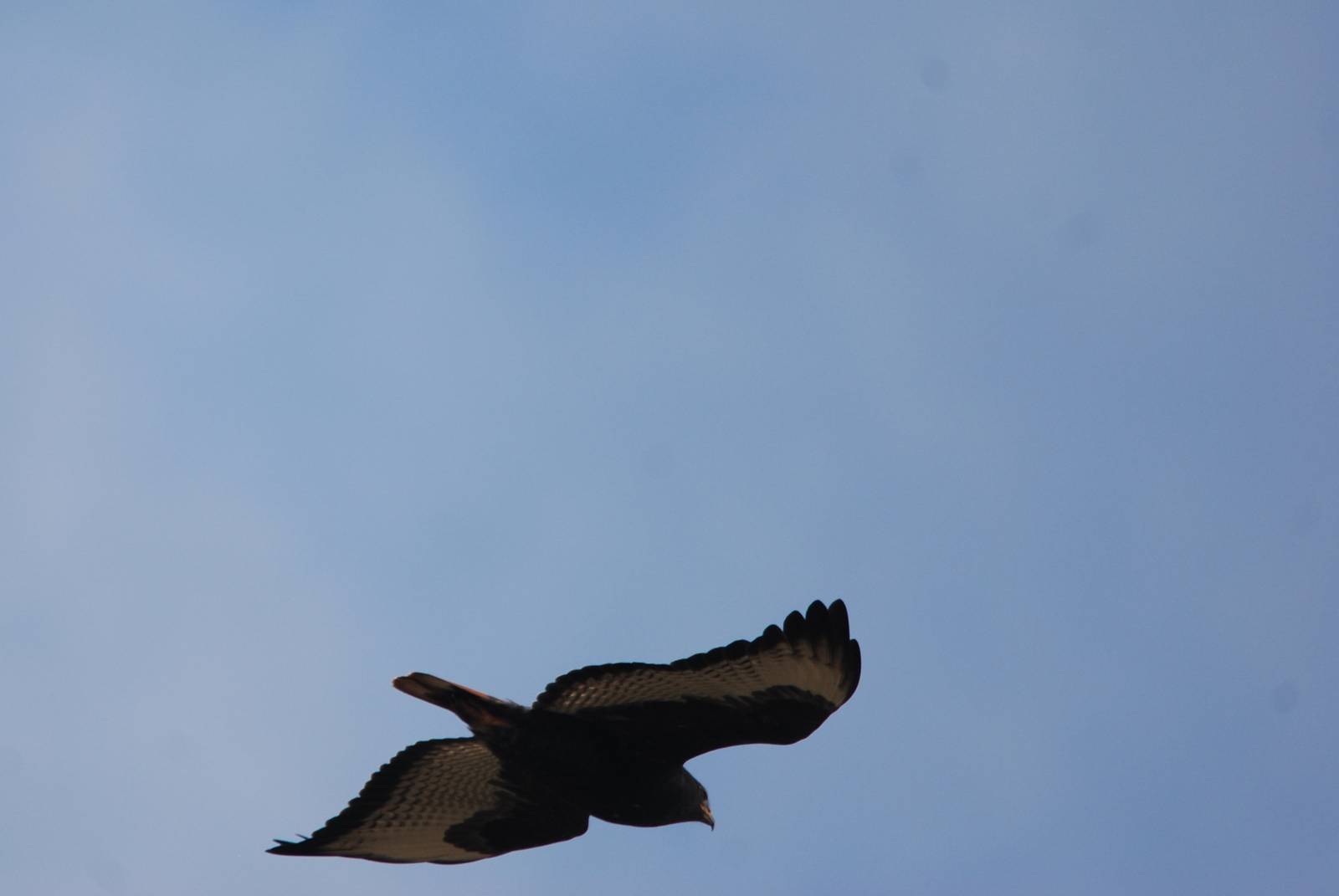 Dark-phase Augur Buzzard in Bale Mountains NP, 15/10/14