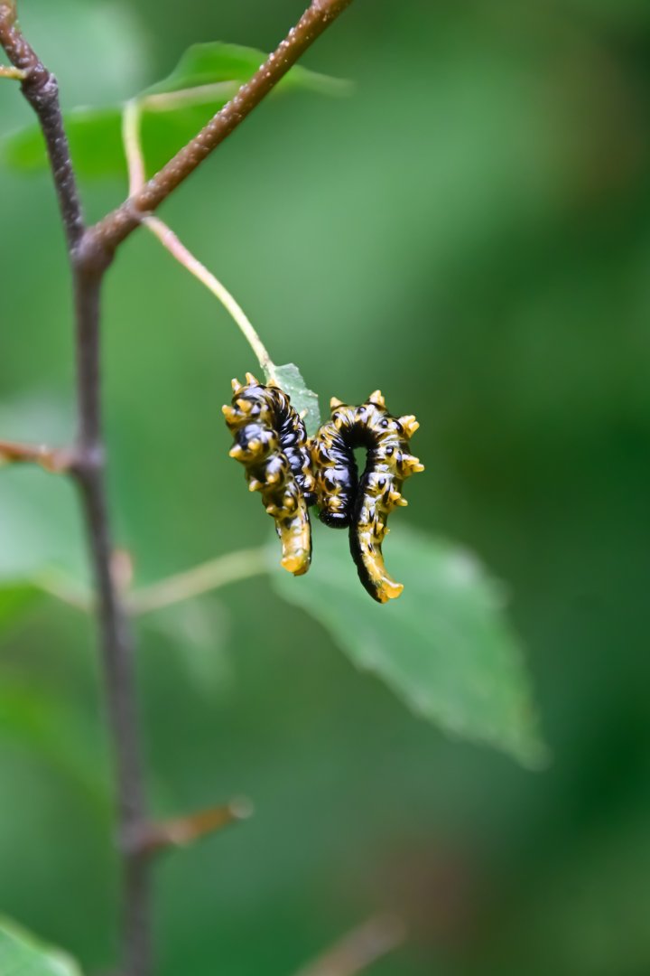 Dark Regal-Sawfly - larvae