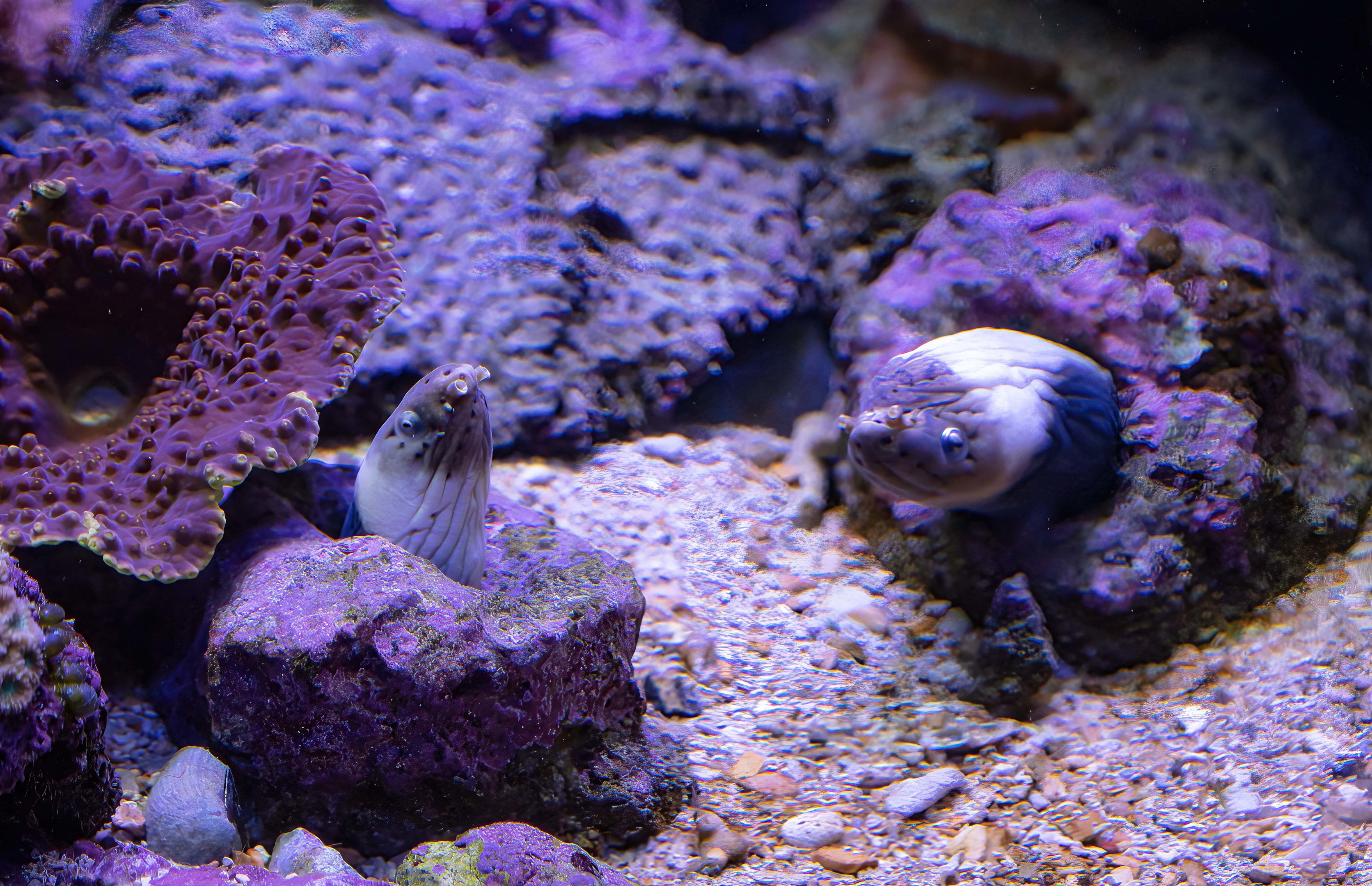 Dark-shouldered Snake-eel