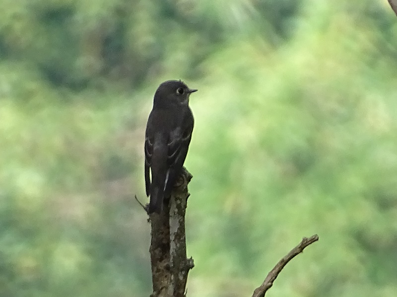 Dark-sided flycatcher (Muscicapa sibirica)