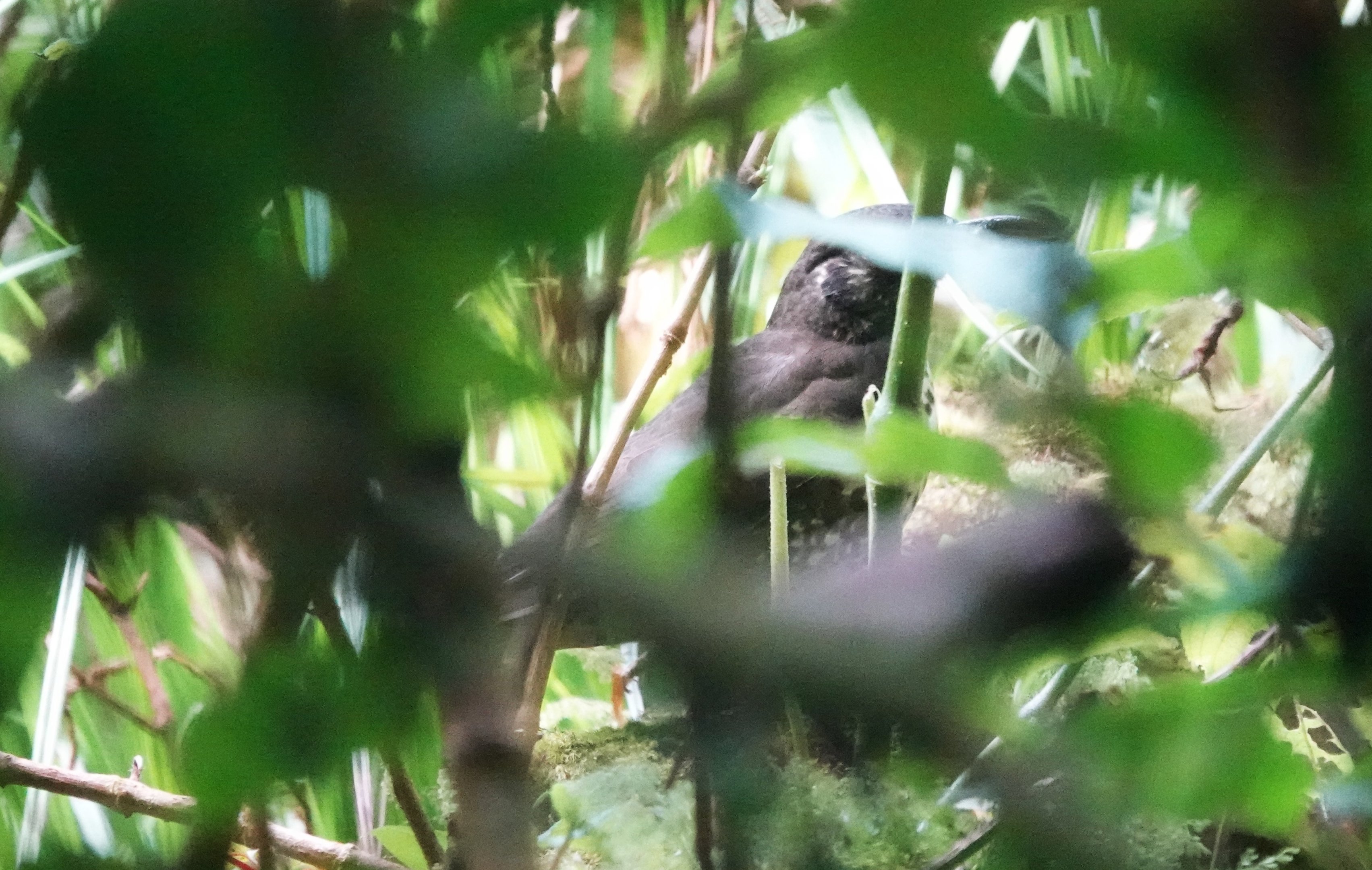 Dark-sided Thrush behind some leaves