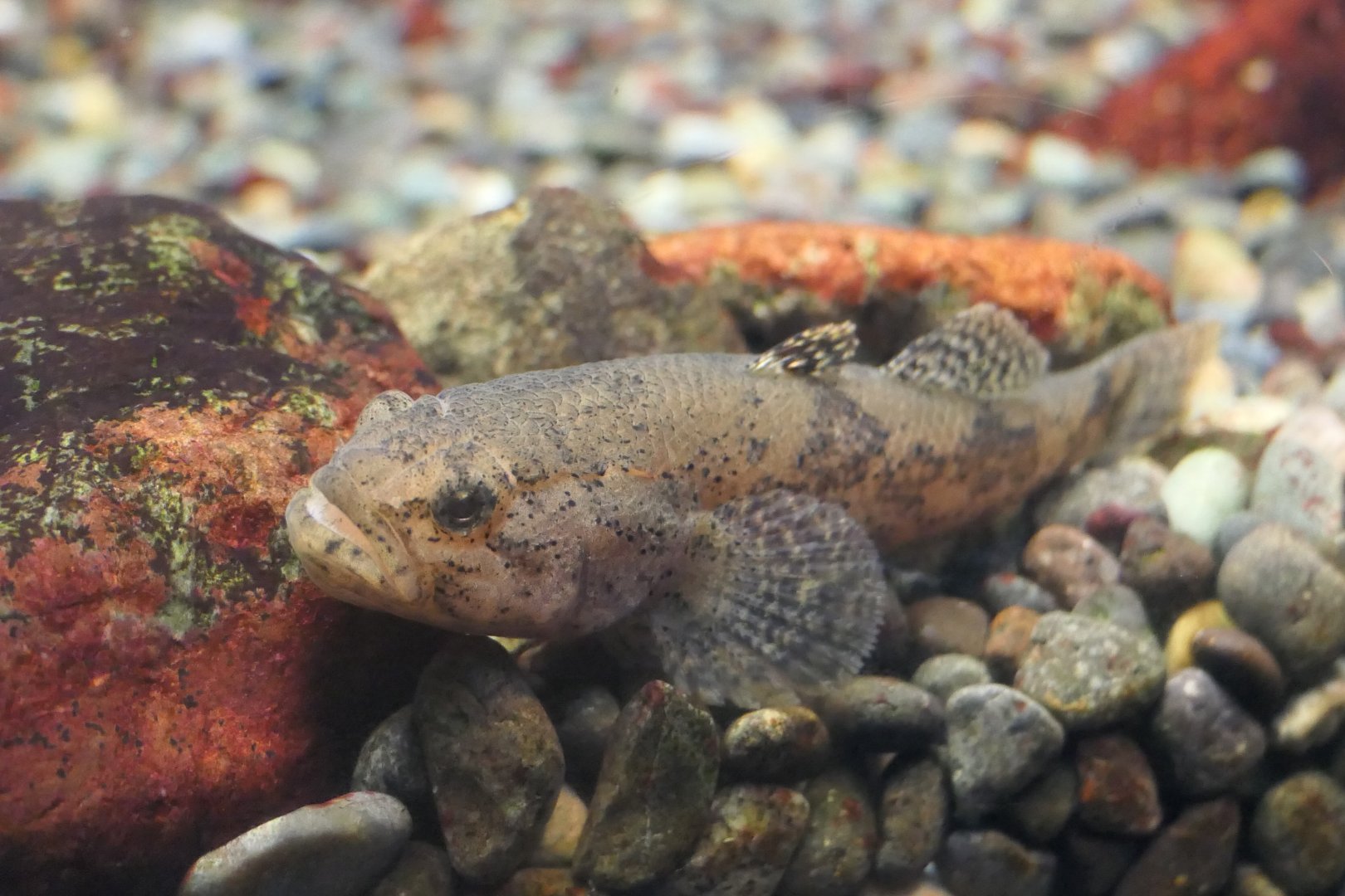 Dark Sleeper (Odontobutis obscura) - Lake Biwa Museum