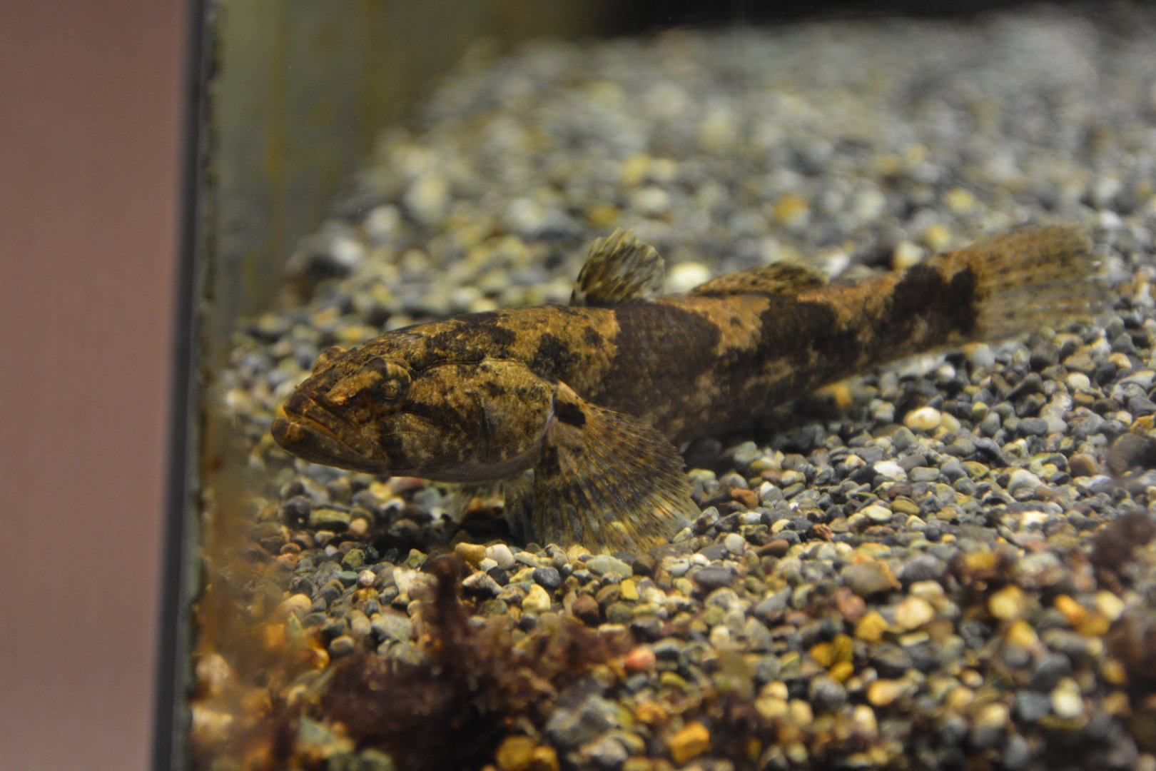 Dark sleeper (Odontobutis obscura)