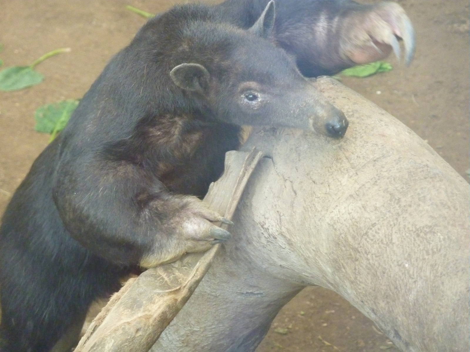 Dark Southern Tamandua