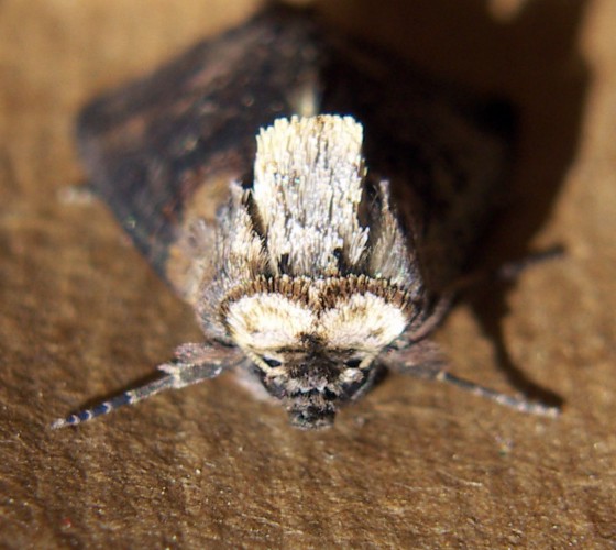 Dark Spectacle (Abrostola triplasia)