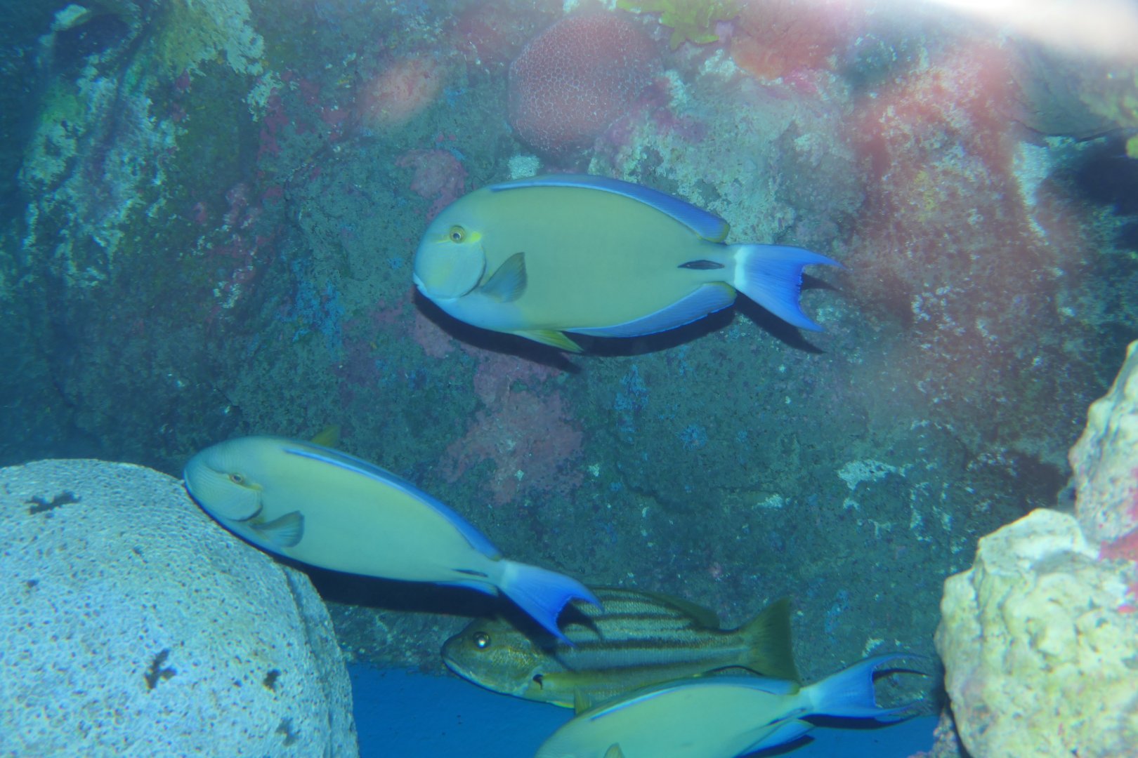 Dark Surgeonfish