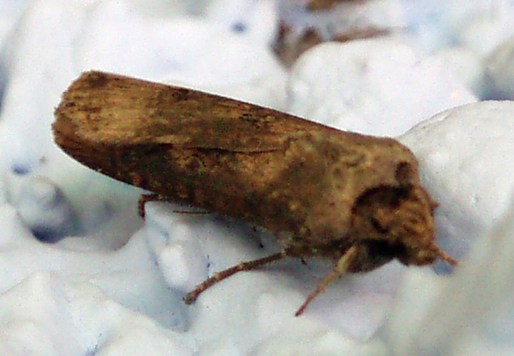 Dark Sword-grass (Agrotis ipsilon)