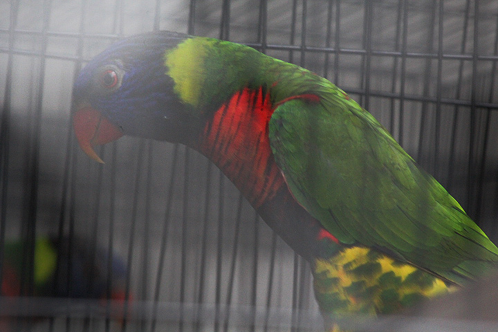 Dark-throated lorikeet (Trichoglossus haematodus nigrogularis) - Animalium BRIN