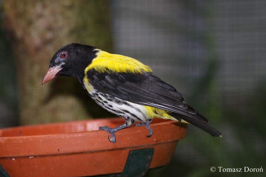 Dark-throated Oriole (Oriolus xanthonotus)