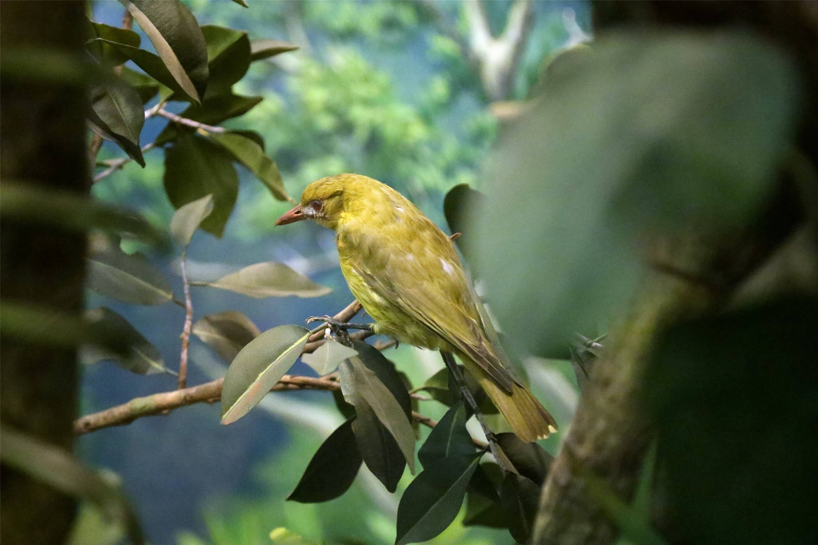Dark-throated oriole (Oriolus xanthonotus)
