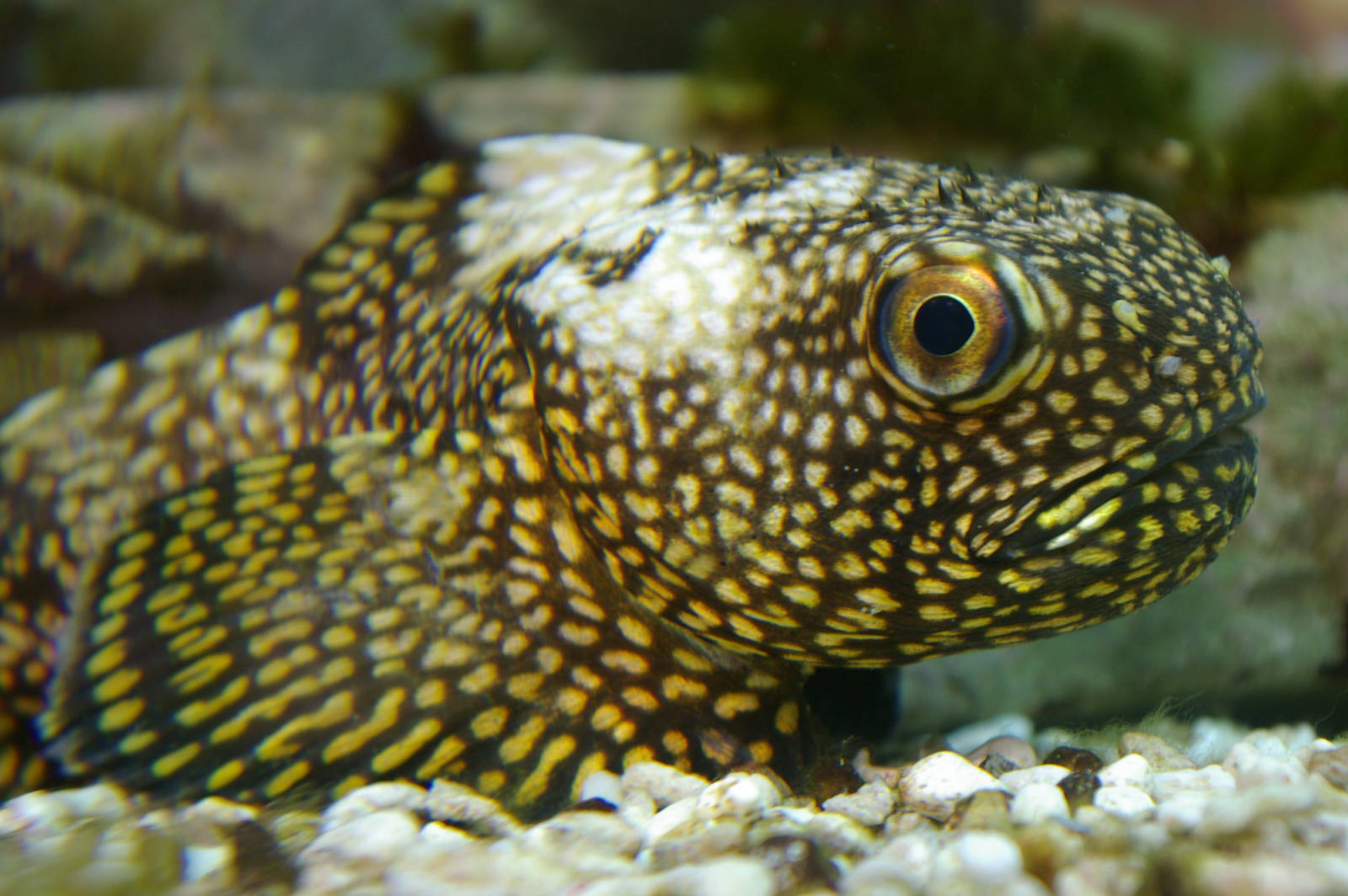 dark toadfish (Neophrynichthys latus)