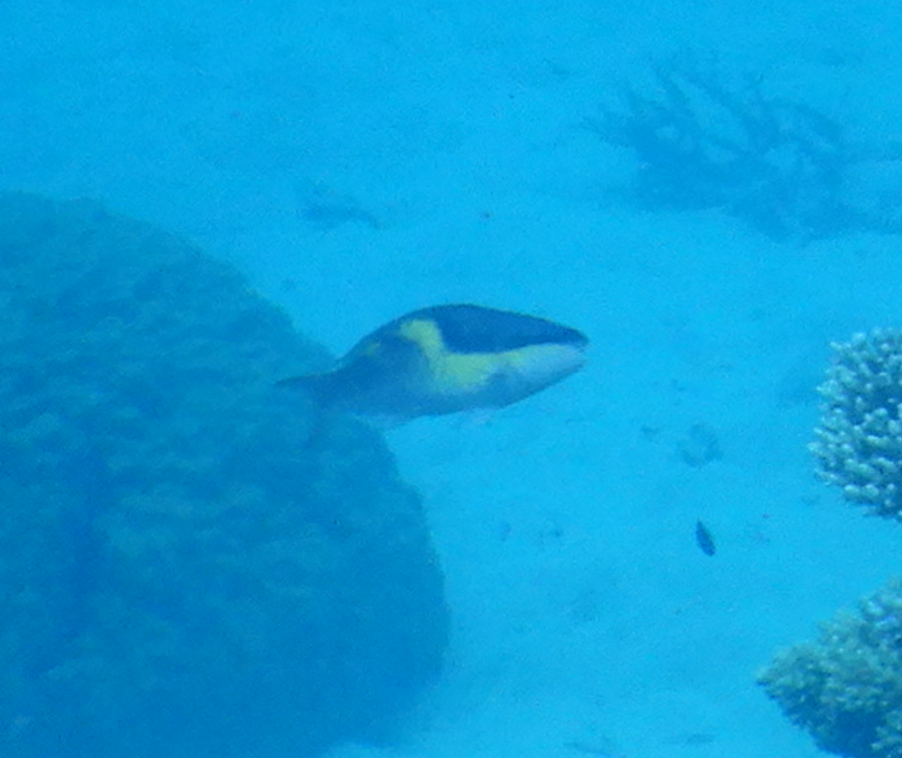 Darkcap Parrotfish