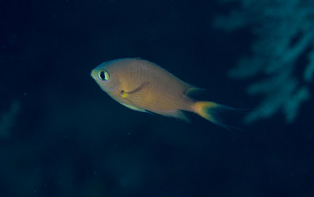 Darkfin Chromis