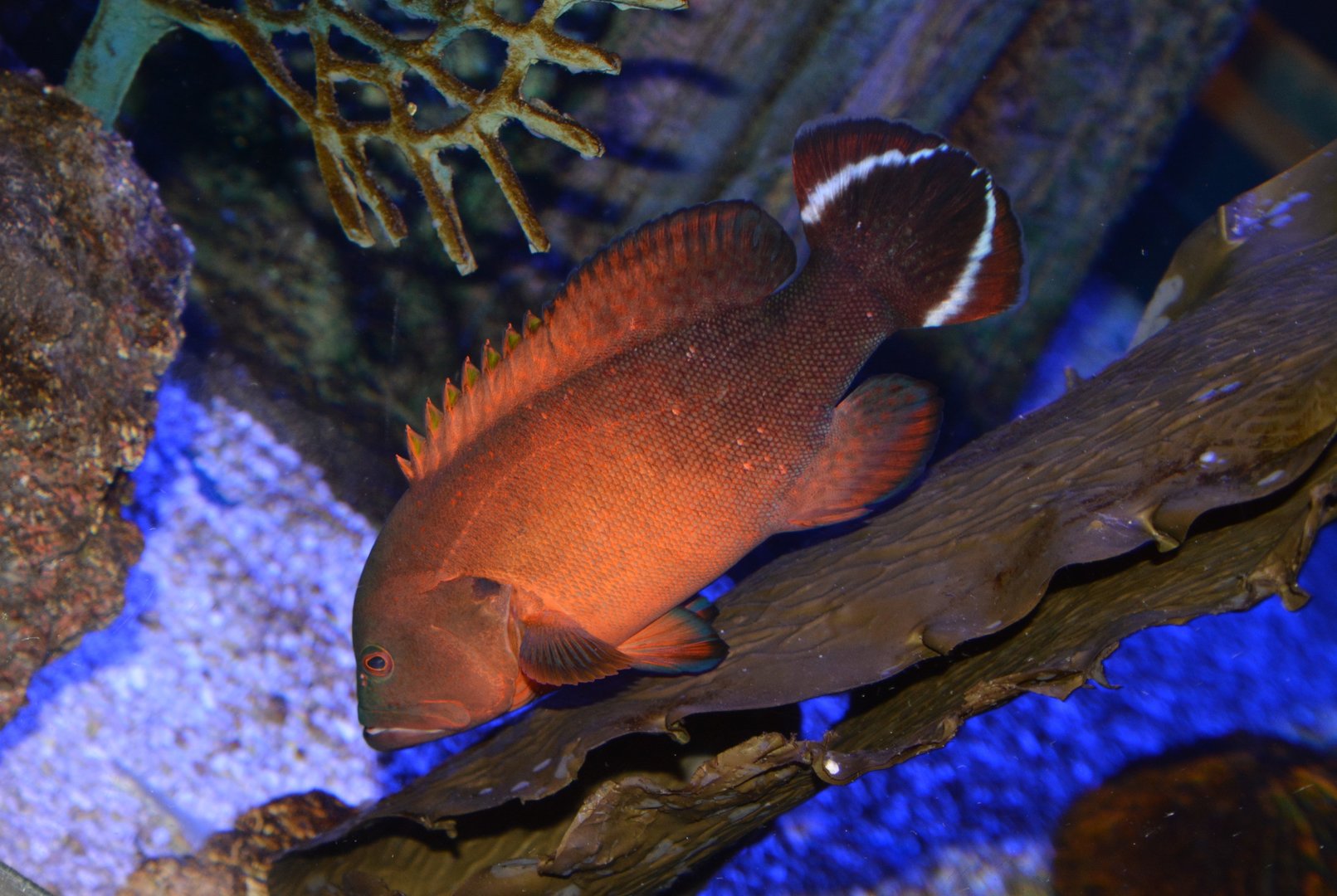 Darkfin hind (Cephalopholis urodeta)