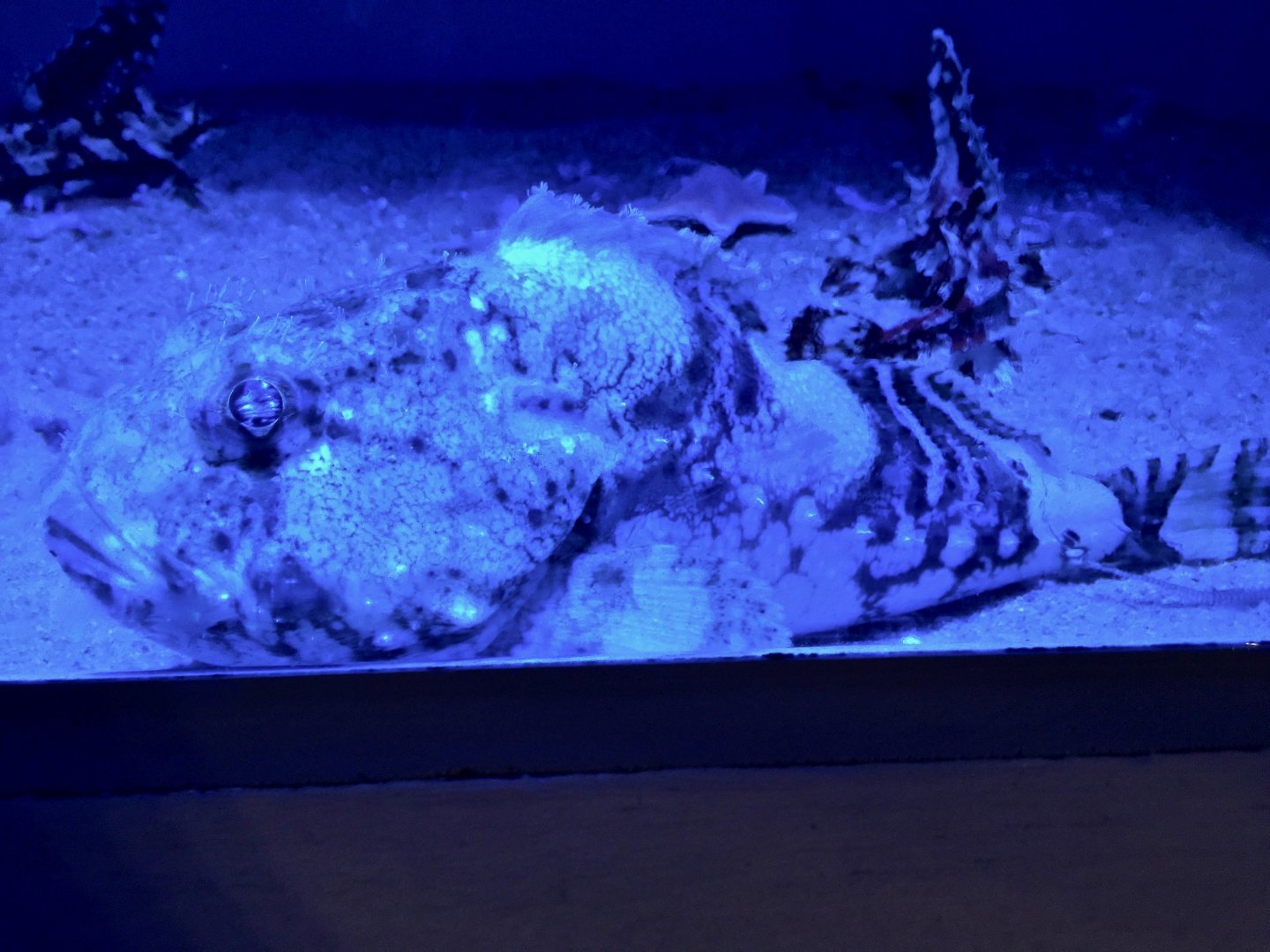 Darkfin Sculpin (Malacocottus zonurus) - Noboribetsu Marine Park Nixe