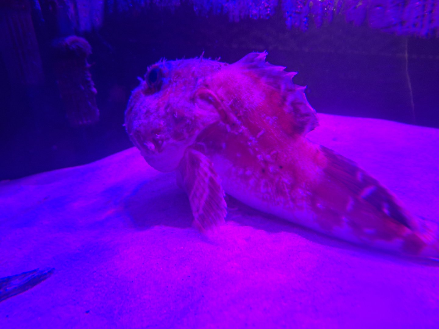 Darkfin sculpin (Malacocottus zonurus)