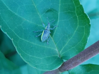 Darkgreen yellow-banded weevil - Chlorophanus viridis