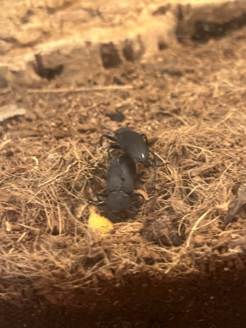 Darkling beetle ID