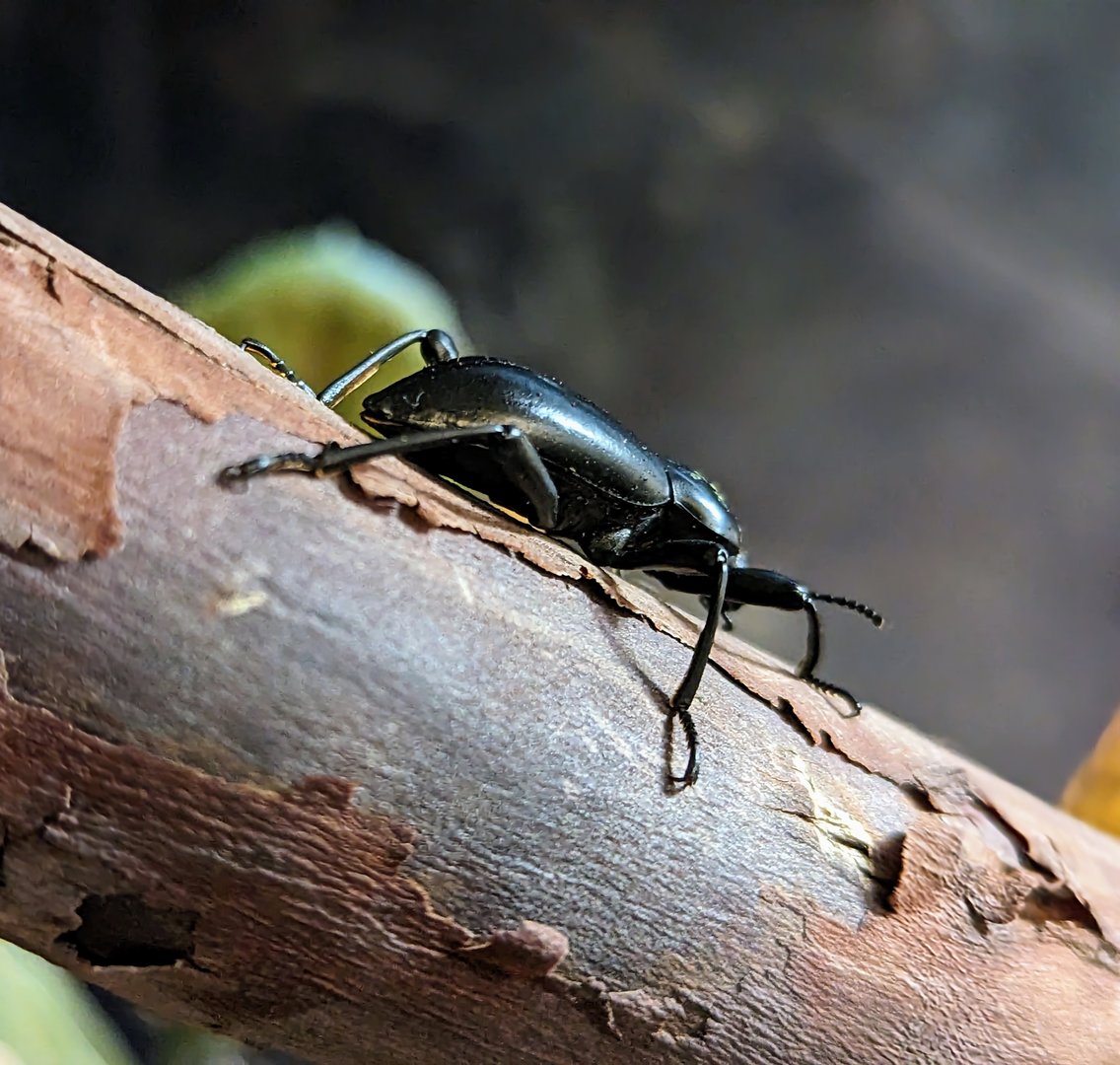 Darkling Beetle - July 8th 2023