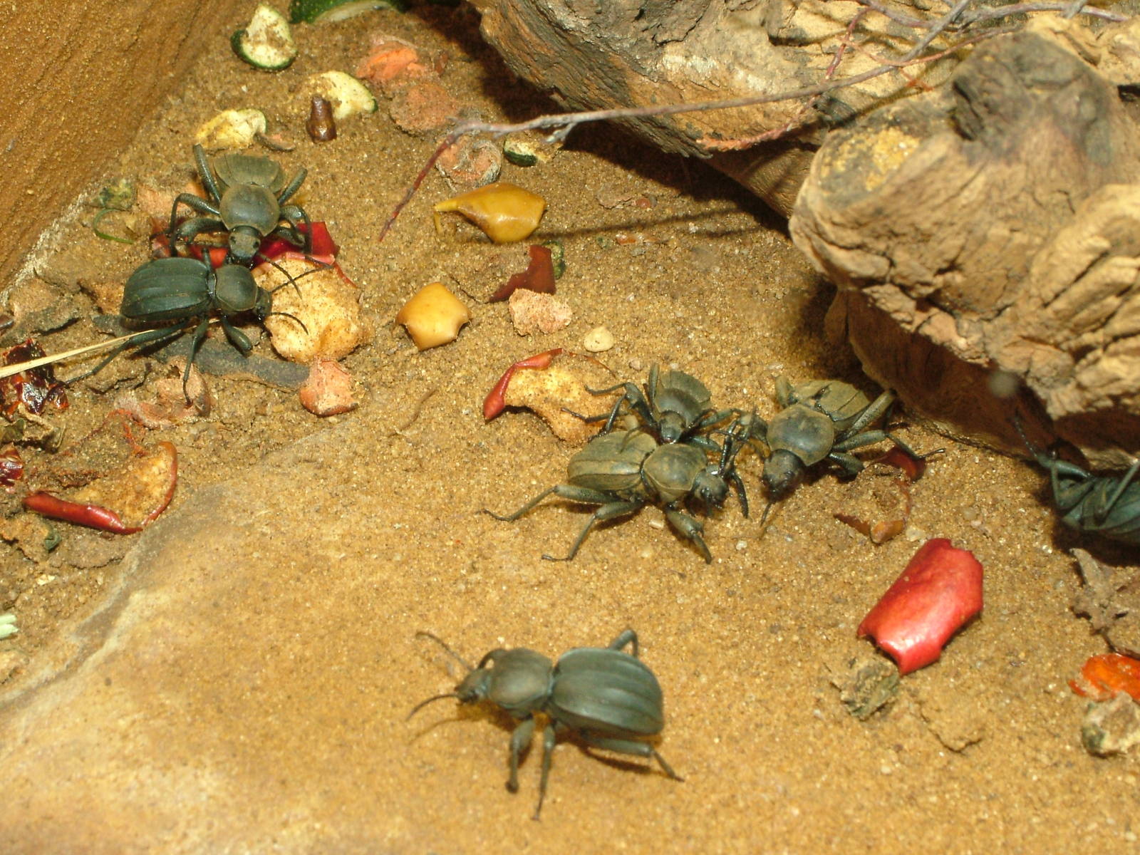 Darkling Beetles at Aquazoo 14/05/09
