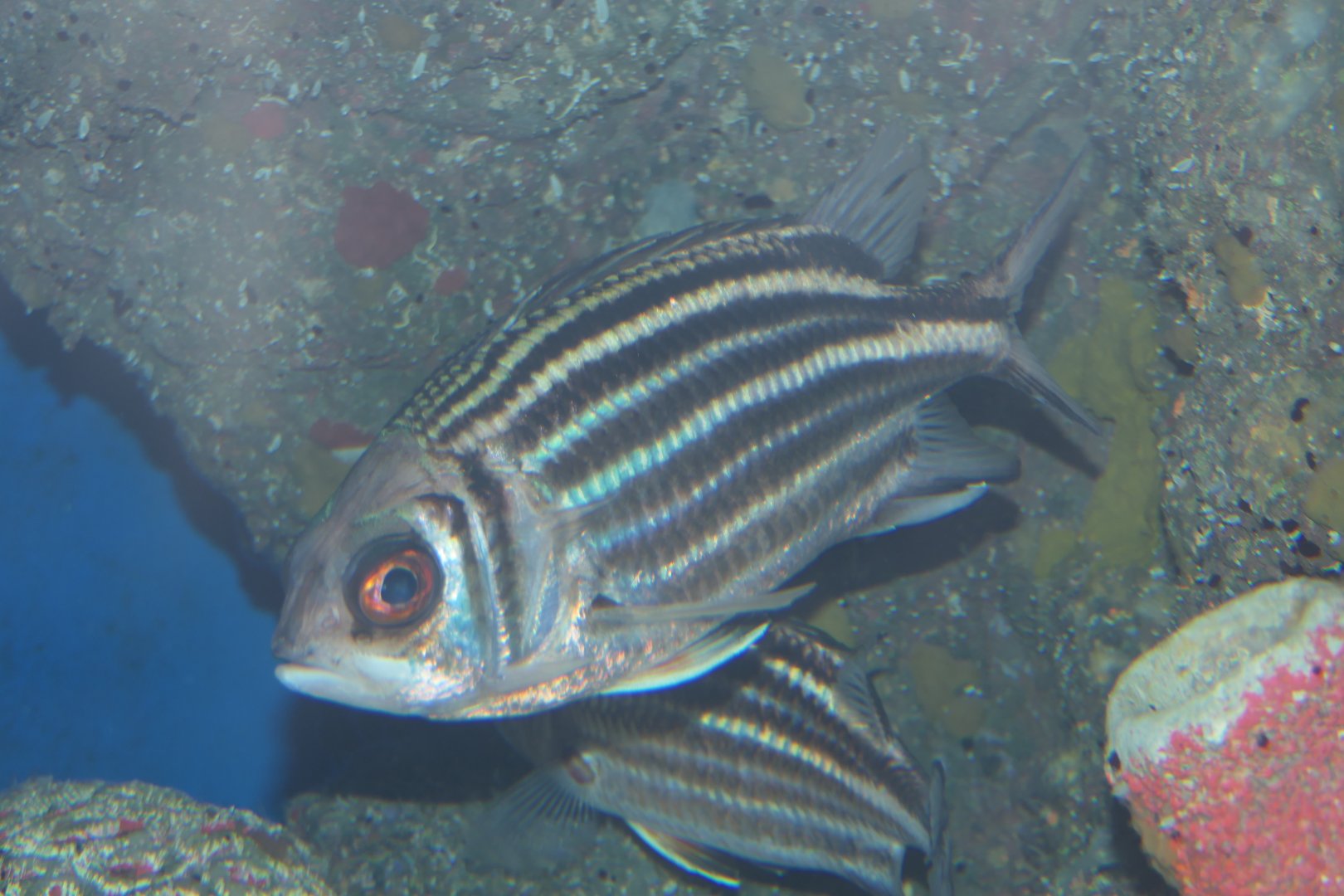 Darkstriped Squirrelfish