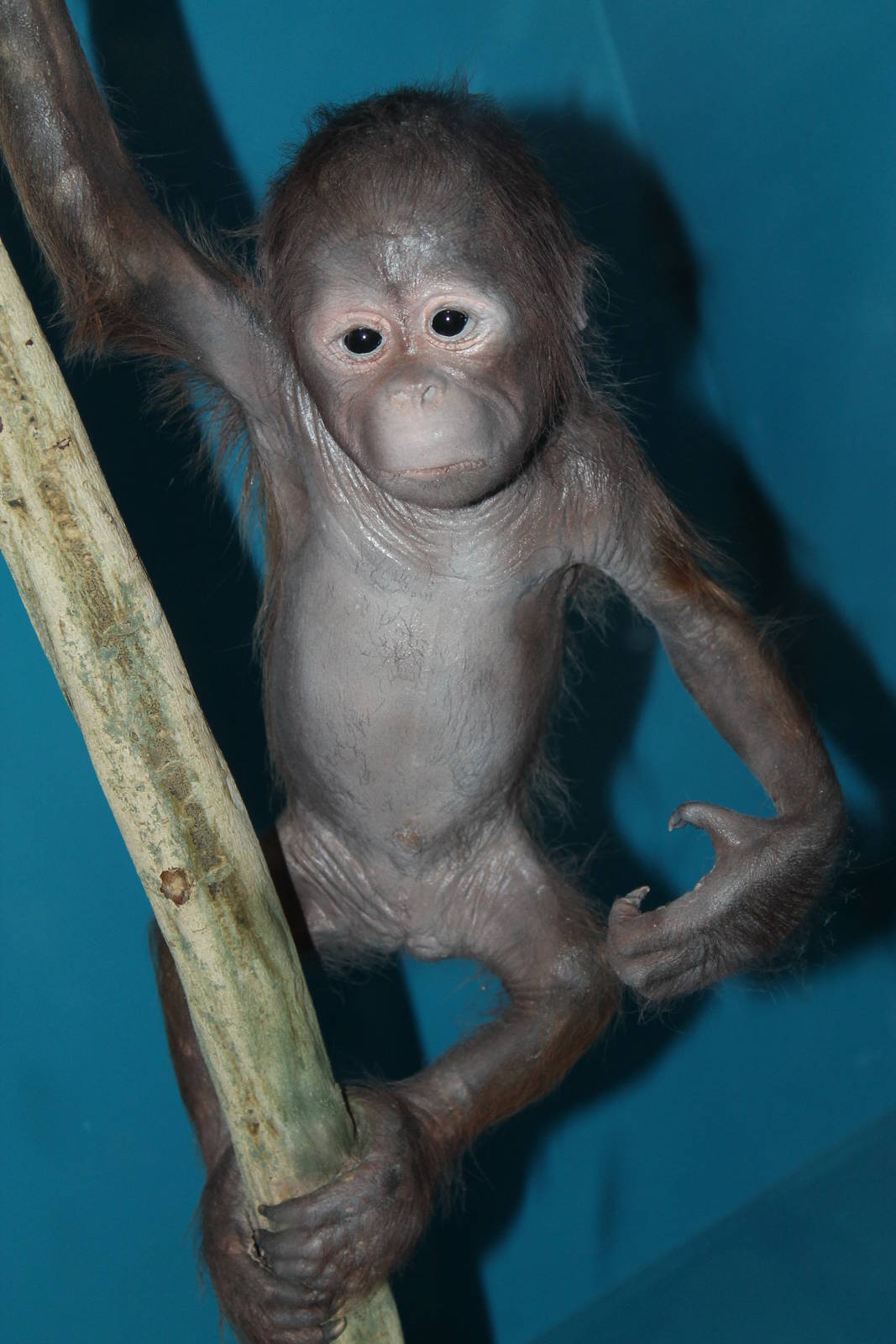 Darli the baby orangutan