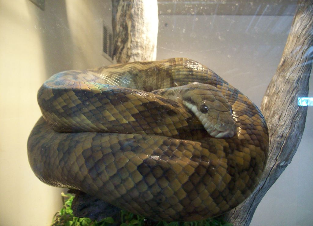 Darling Downs Zoo 15 May 2010-Scrub Python