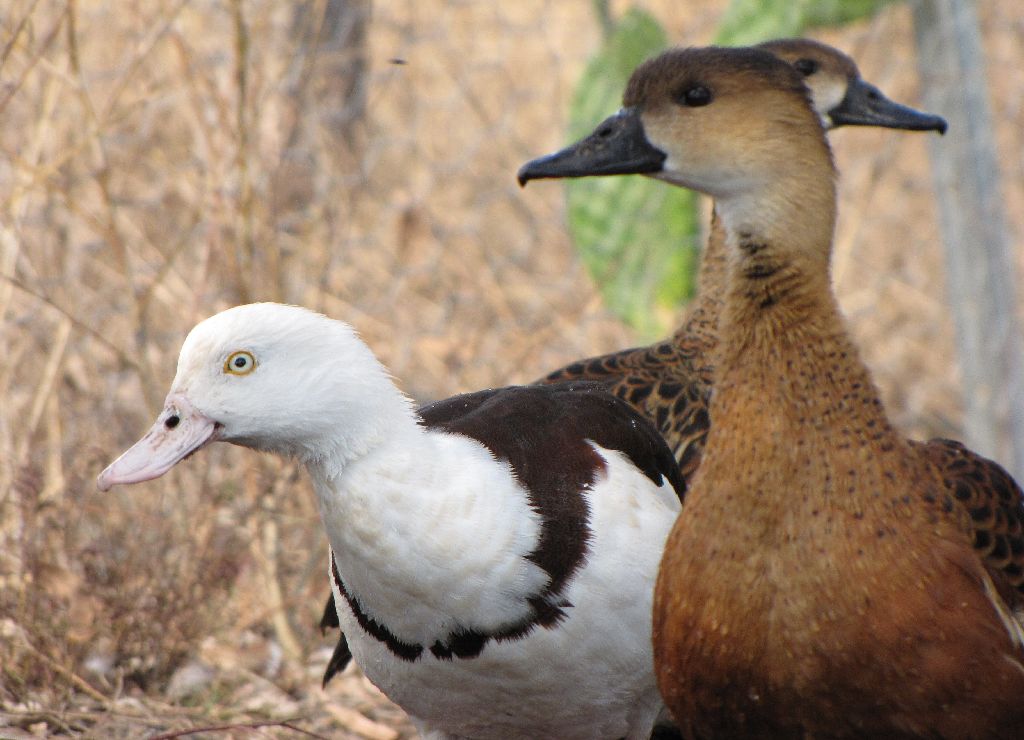 Darling Downs Zoo 19 Oct 2009 - Ducks
