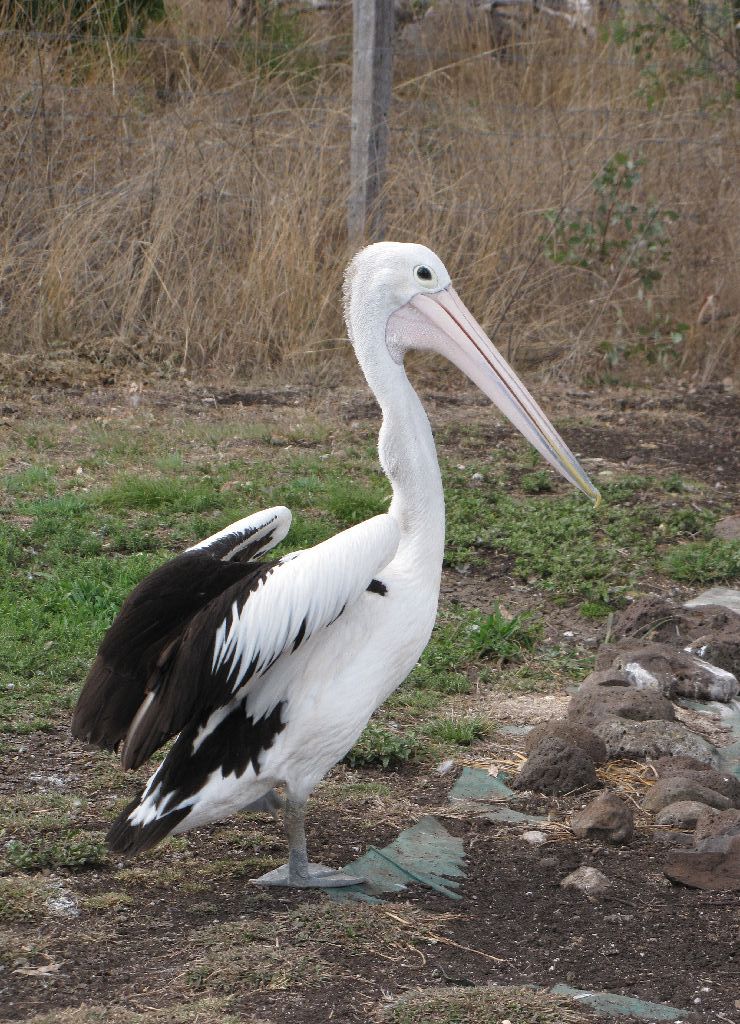 Darling Downs Zoo 19 Oct 2009 - Pelican