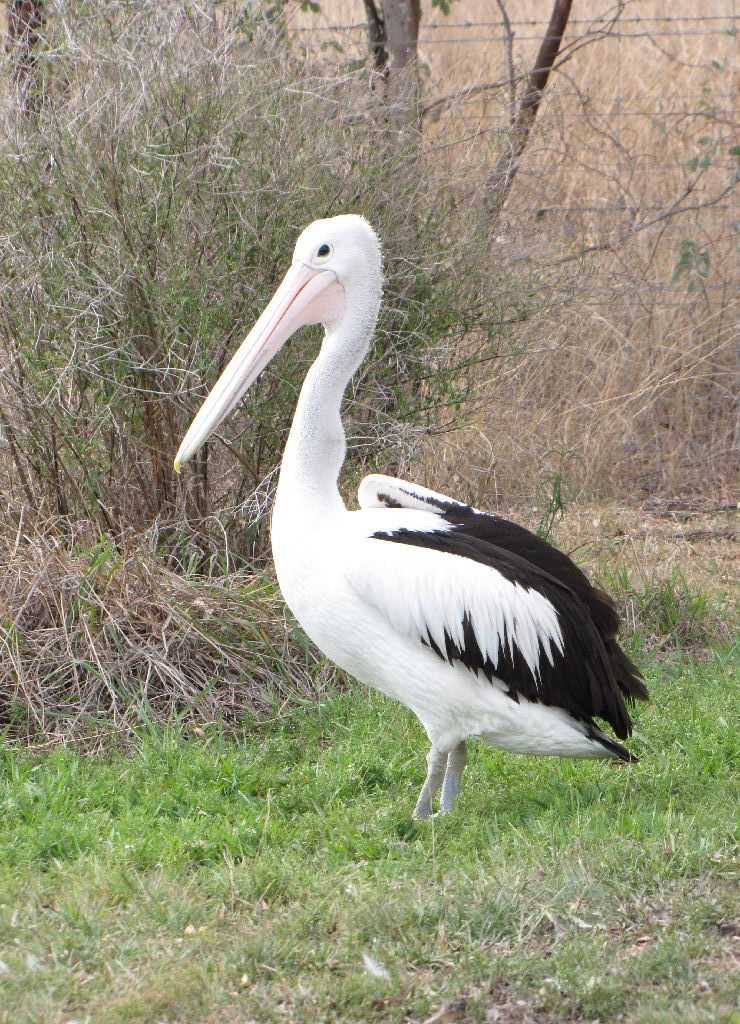 Darling Downs Zoo 19 Oct 2009 - Pelican