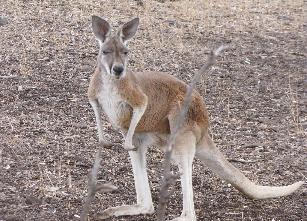 Darling Downs Zoo 19 Oct 2009 - Red Kangaroo