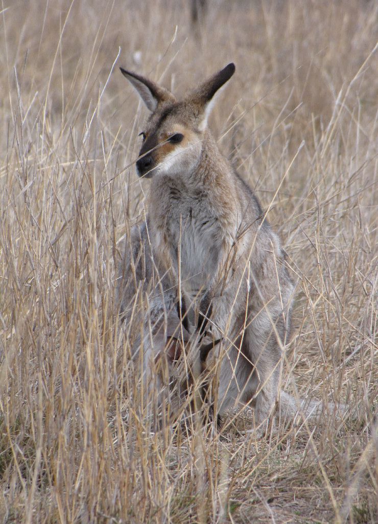 Darling Downs Zoo 19 Oct 2009 - Red Necked Wallaby