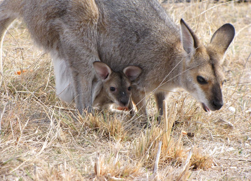 Darling Downs Zoo 19 Oct 2009 - Red Necked Wallaby