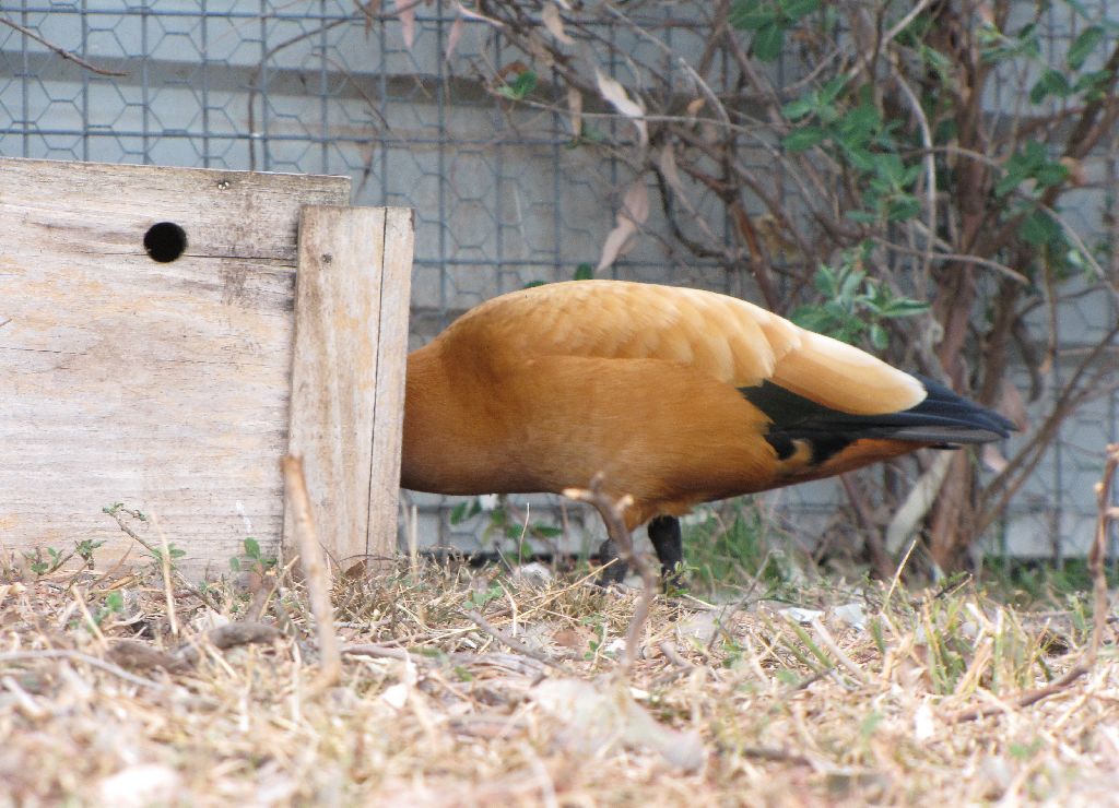 Darling Downs Zoo 19 Oct 2009 - Ruddy Shelduck